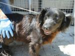 HANSEL, tenero cagnolino