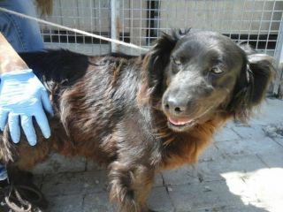 HANSEL, tenero cagnolino