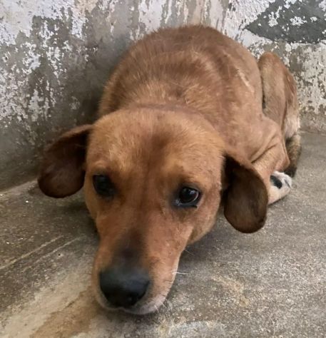 VICTOR TIMIDO E TRANQUILLO, CAGNOLINO IN ADOZIONE - Foto 8