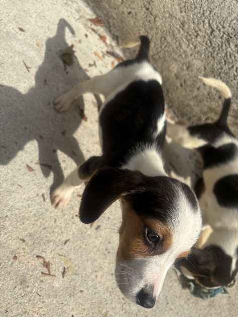 BEAGLE💖💖