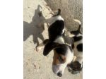BEAGLE💖💖