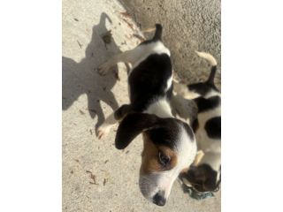 BEAGLE💖💖