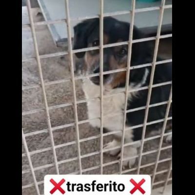 Dado bassotto in adozione