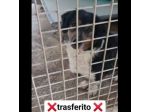 Dado bassotto in adozione