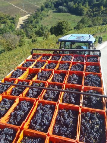 Le Langhe - I Vigneti - Il Vino ... - Foto 4