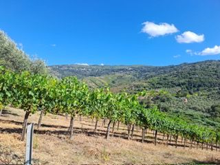 TERRENO CASE BIANCHE