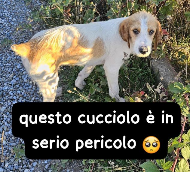 ALVIN CUCCIOLO 6 MESI SIMIL SEGUGIO - Foto 2