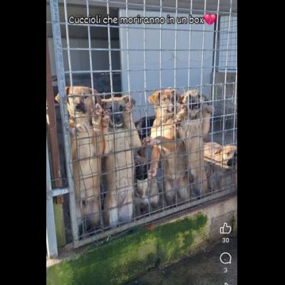 CUCCIOLI IN ADOZIONE taglia media - Foto 8