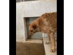 ROSITA ADDOLORATA PRIVATA DELLA LIBERTÀ CANE IN ADOZIONE