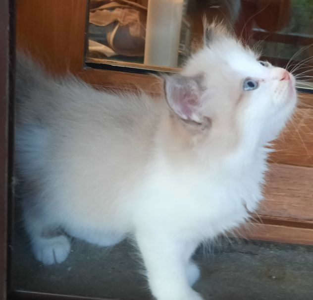 gattini siberiani cresciuti in famiglia coccoloni molto dolci - Foto 4