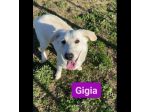 GIGIA E GIORGIA DOLCI E AFFETTUOSE CAGNOLINE IN ADOZIONE
