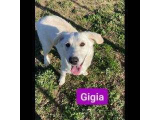 GIGIA E GIORGIA DOLCI E AFFETTUOSE CAGNOLINE IN ADOZIONE
