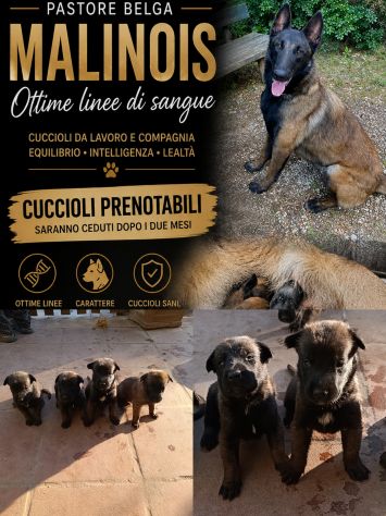 Pastore Belga Malinois cuccioli