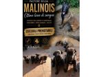 Pastore Belga Malinois cuccioli