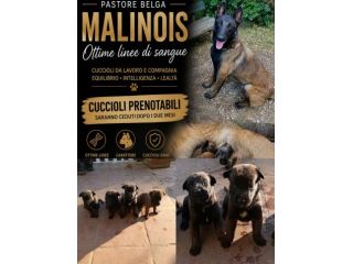 Pastore Belga Malinois cuccioli