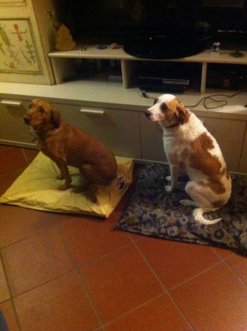 TOBY E TRILLY, due teneri cagnolin
