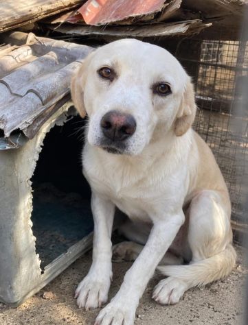 OSVALDO SIMIL LABRADOR 3 ANNI - Foto 2