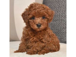 barboncini cuccioli toy