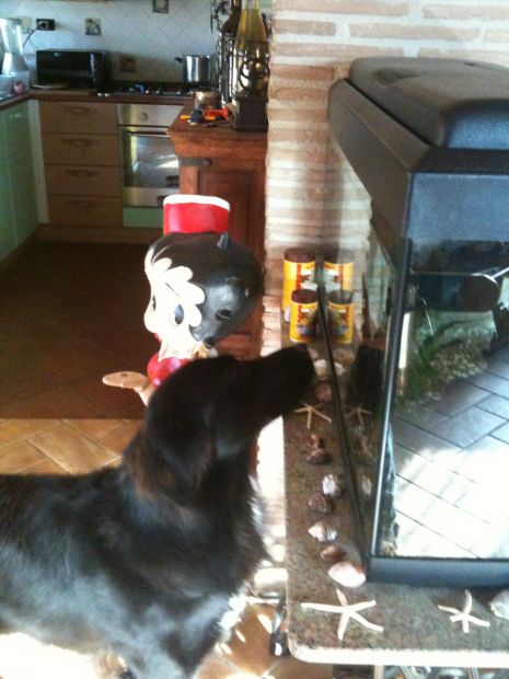 Dogsitter, catsitter, pensione cani casalinga ROMA: Acilia Axa Casal Palocco - Foto 2