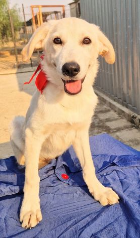 TEDDY,SALVIAMOLO DAL CANILE! - Foto 2
