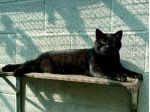 CINDY BELLISSIMA GATTINA