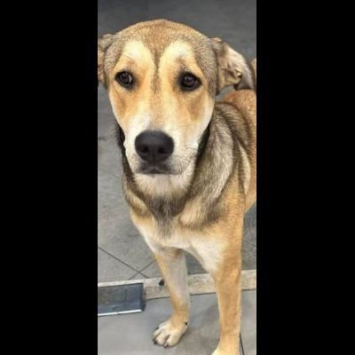 DOLCISSIMA CAGNOLINA IN ADOZIONE