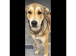 DOLCISSIMA  CAGNOLINA IN ADOZIONE
