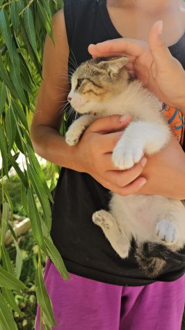 Bobby: maschietto 5 mesi - Foto 2