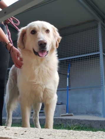 VITO MIX GOLDEN CANE IN ADOZIONE - Foto 5