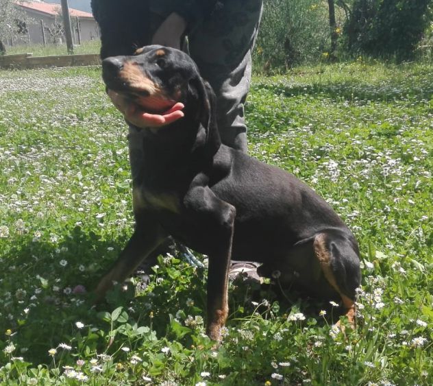 DANKO, splendido mix segugio - Foto 5