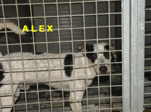 ALEX, giovane e dolcissimo cagnolino - Foto 2