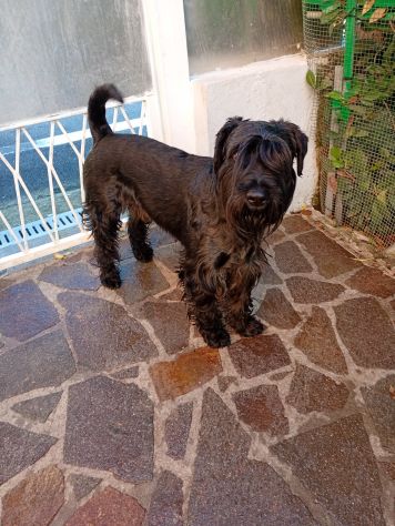 Regalo schnauzer medio - Foto 2