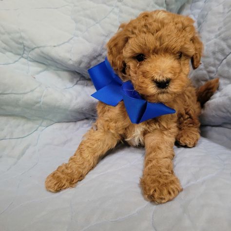 Bellissimi Cuccioli di Labradoodle