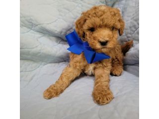 Bellissimi Cuccioli di Labradoodle