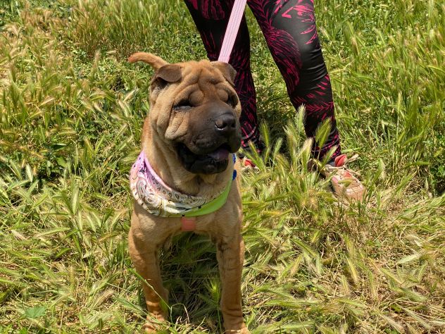 Anita cucciola di 1 anno e mezzo in adozione simil Sharpei - Foto 2