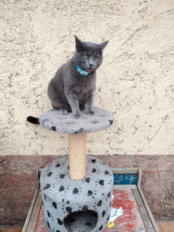 vitalizio per animali domestici - Foto 6