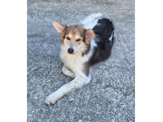 Kaan 8 mesi mix border collie
