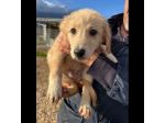 RUPERT ADORABILE CUCCIOLO IN ADOZIONE
