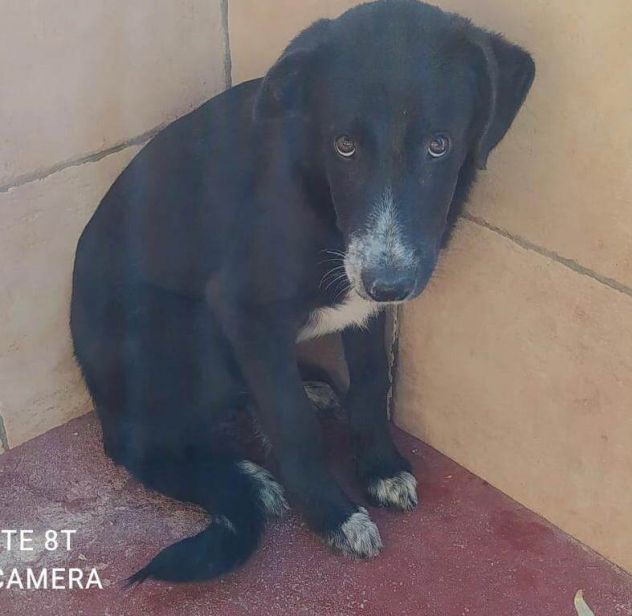 THOR 5 ANNI Taglia medio grande IN CANILE DA 4 ANNI - Foto 2