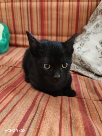 Kata, gattina sfortunata prossima alla scadenza... - Foto 3