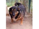 BETTY BASSOTTONA 6/7 ANNI 25 KG IN CANILE DA ANNI