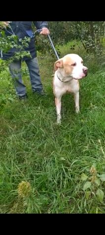 Pitbull puro 3anni finito in canile..piange tutto il giorno! SUD - Foto 6