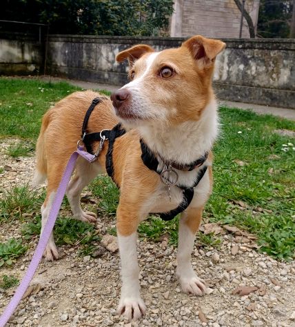 CLIP cagnolino taglia piccola in adozione - Foto 4