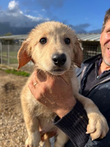 Dolce cucciolo cerca casa