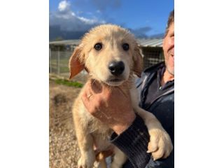 Dolce cucciolo cerca casa