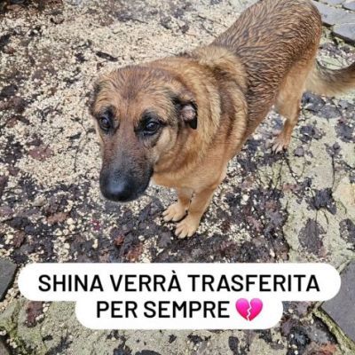 SHINA UNA VITA BUTTATA CANE IN ADOZIONE - Foto 5