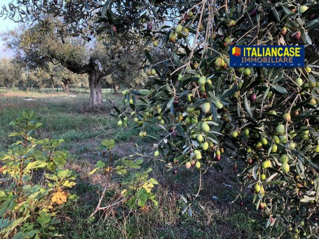 Agricolo in vendita a Città Sant'Angelo - Foto 3