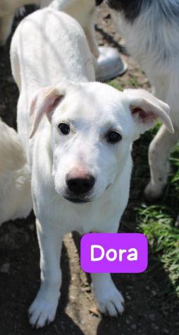 CUCCIOLI 5 MESI taglia media - Foto 5
