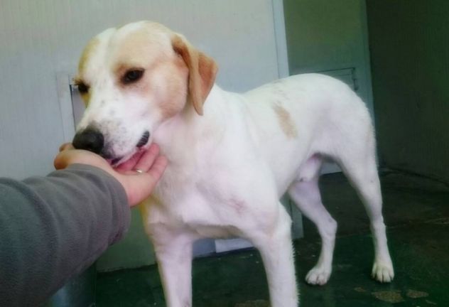 SPINO E LILLO, splendidi cagnoloni - Foto 8