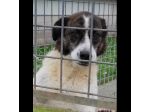 IL TEMPO PERDUTO DI DOC, CANE IN ADOZIONE
